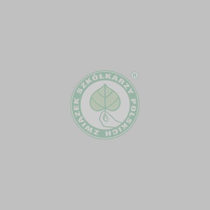 Ostatnio dodana roślina 