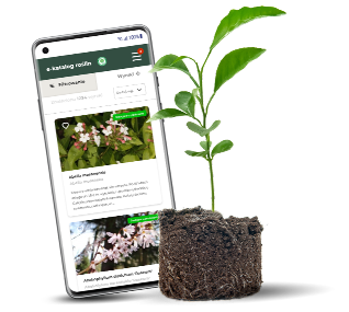 najlesze rośliny do ogrodu