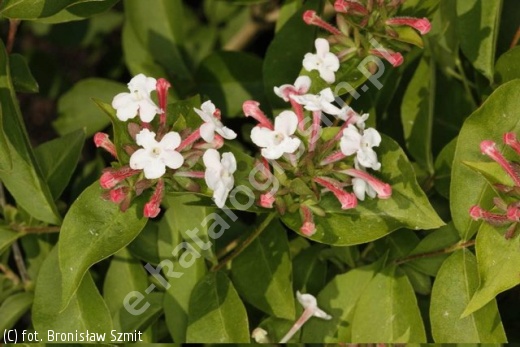 Doradca planowania ogrodu