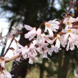 Doradca planowania ogrodu